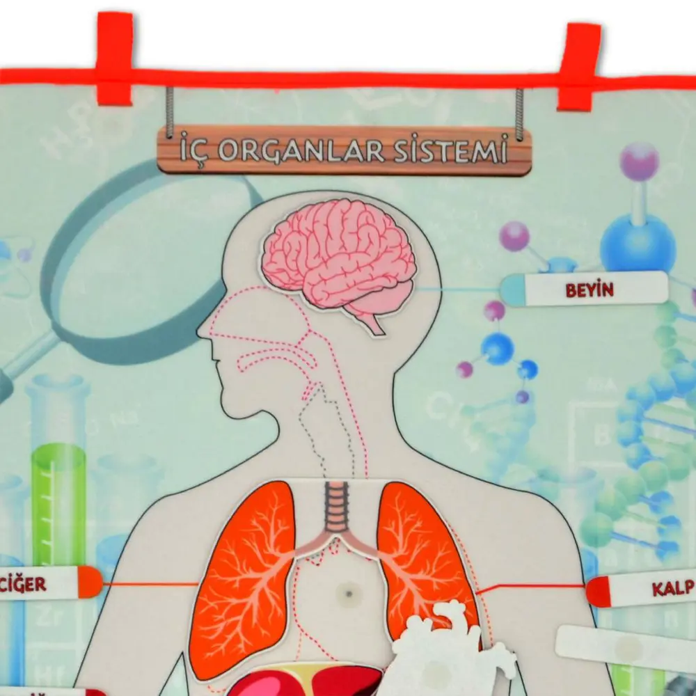 İç Organlar Sistemi Keçe Duvar Panosu , Eğitici Oyuncak