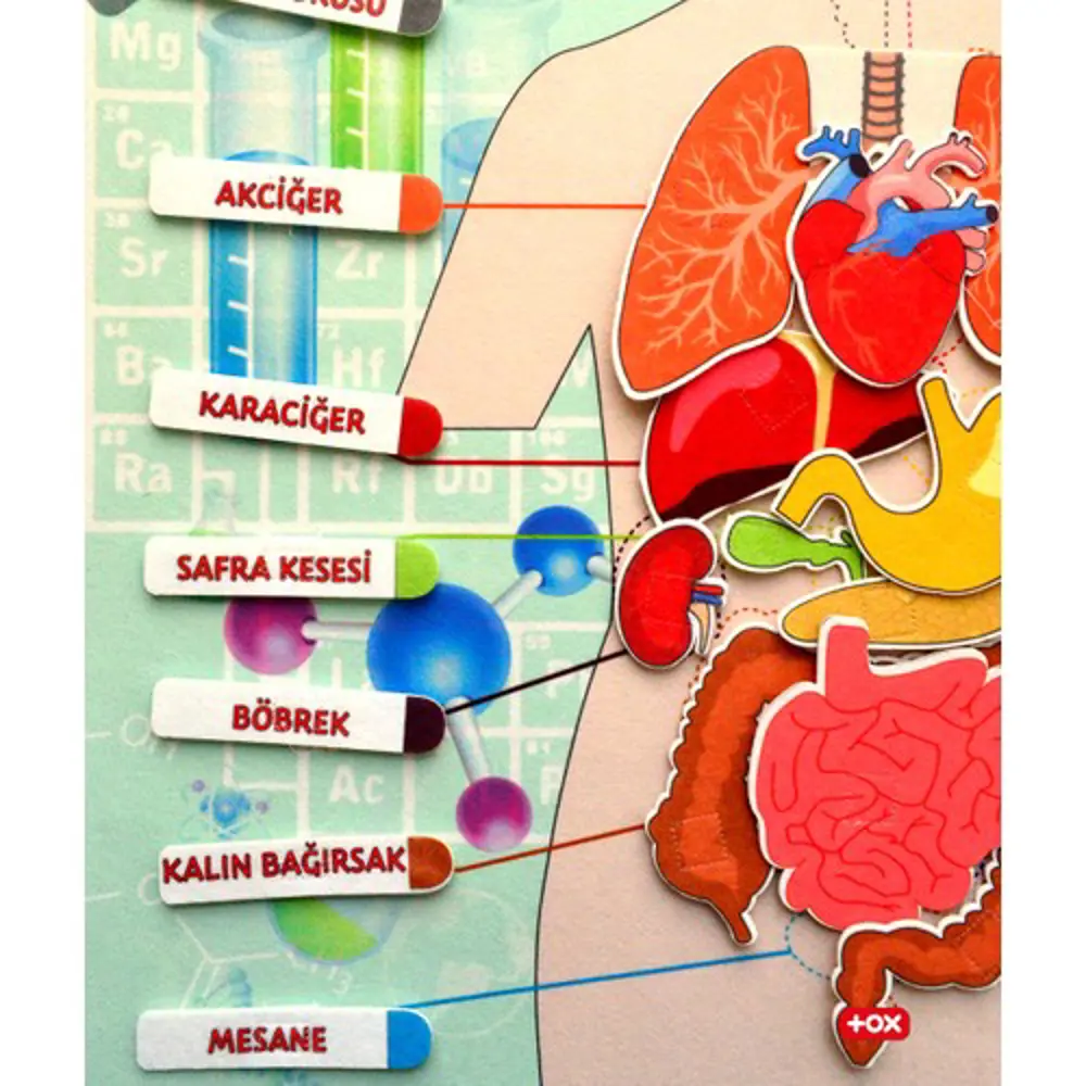İç Organlar Sistemi Keçe Duvar Panosu , Eğitici Oyuncak