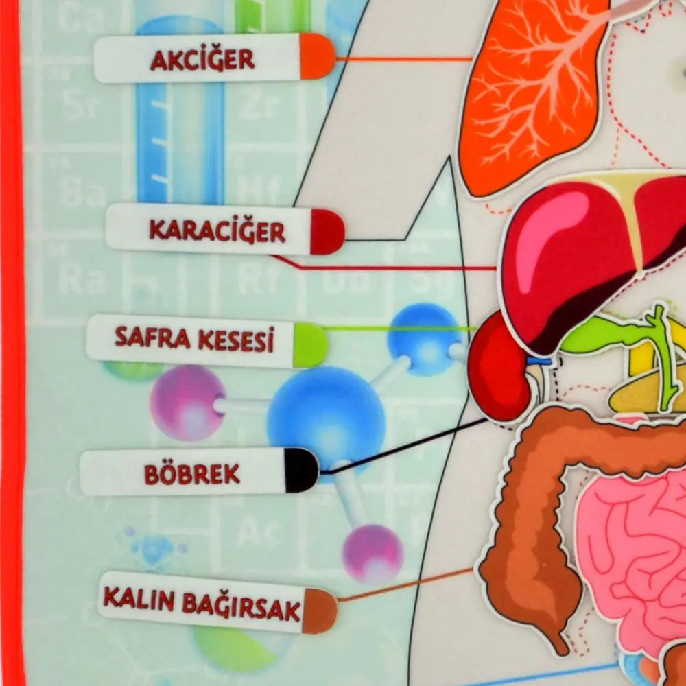 İç Organlar Sistemi Keçe Duvar Panosu , Eğitici Oyuncak