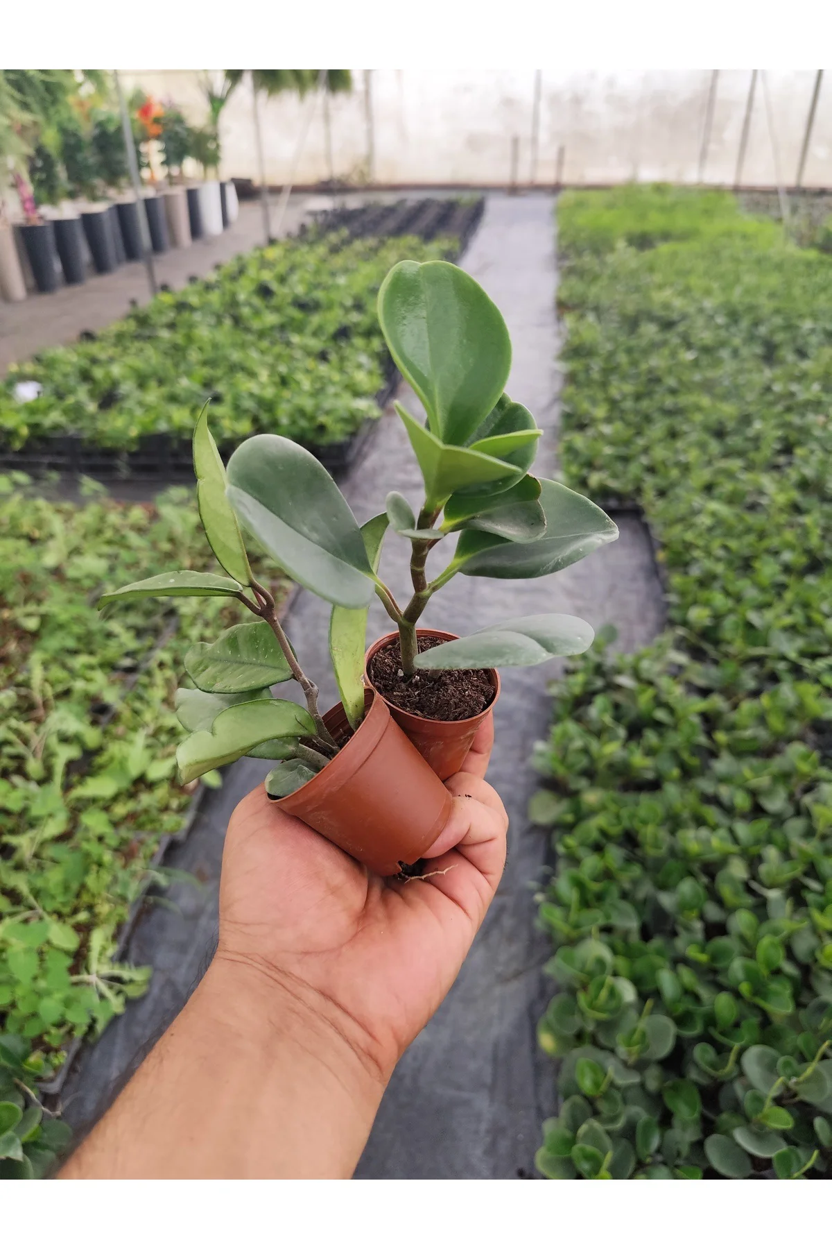 İkili: EV, Salon Bitkisi Seti - Canlı Peperomia ve Hoya Mum Çiçeği Küçük Saksı Dekoratif Bitki İkili: EV, Salon Bitkisi Seti - Canlı Peperomia ve Hoya Mum Çiçeği Küçük Saksı Dekoratif Bitki