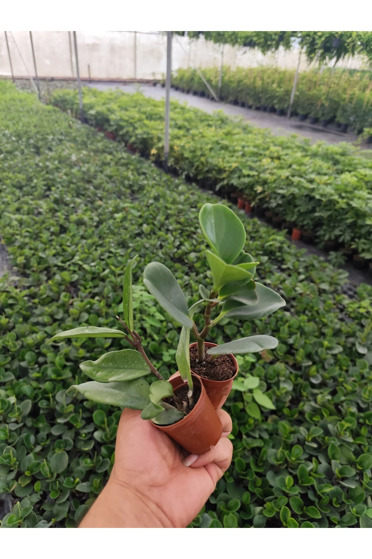 İkili: EV, Salon Bitkisi Seti - Canlı Peperomia ve Hoya Mum Çiçeği Küçük Saksı Dekoratif Bitki İkili: EV, Salon Bitkisi Seti - Canlı Peperomia ve Hoya Mum Çiçeği Küçük Saksı Dekoratif Bitki