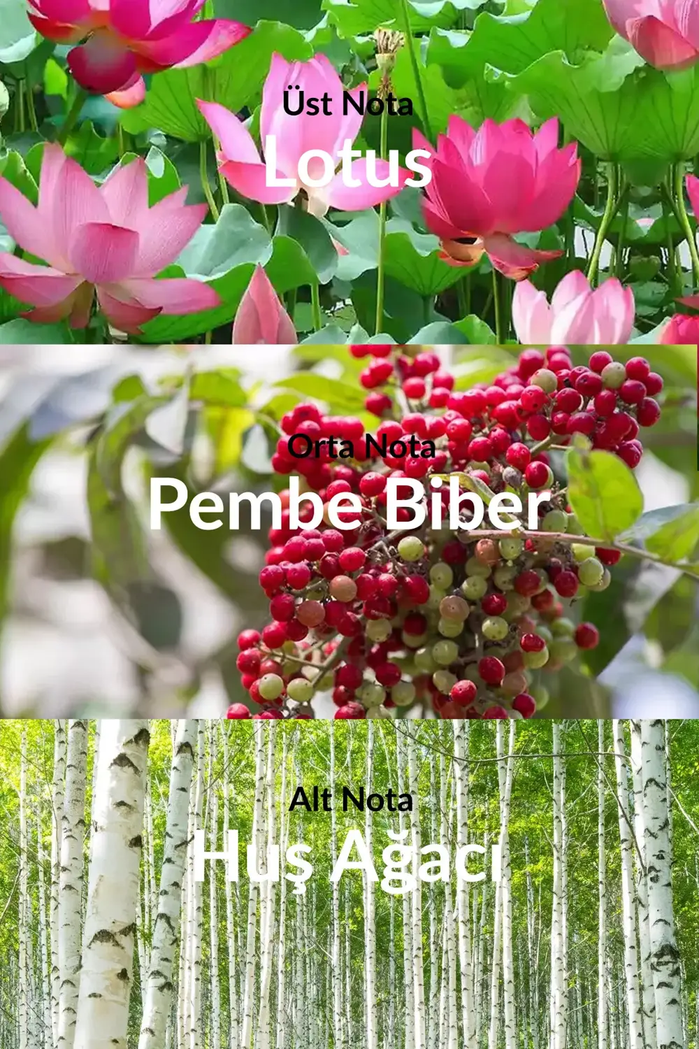 Incandessence Lotus Kadın Parfüm Edp 50 Ml. İkili Set