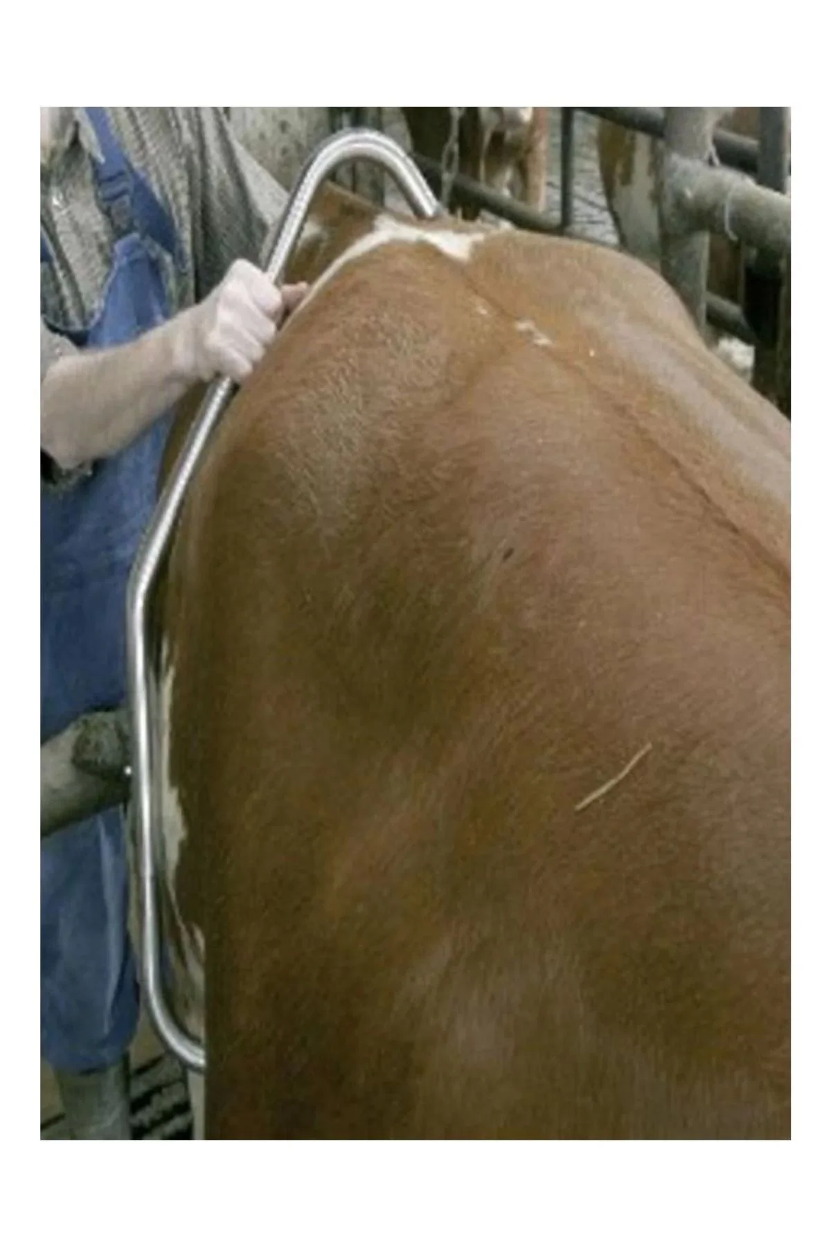 Inek Tekme Önleyici & Tekme Savar & Tekmelik