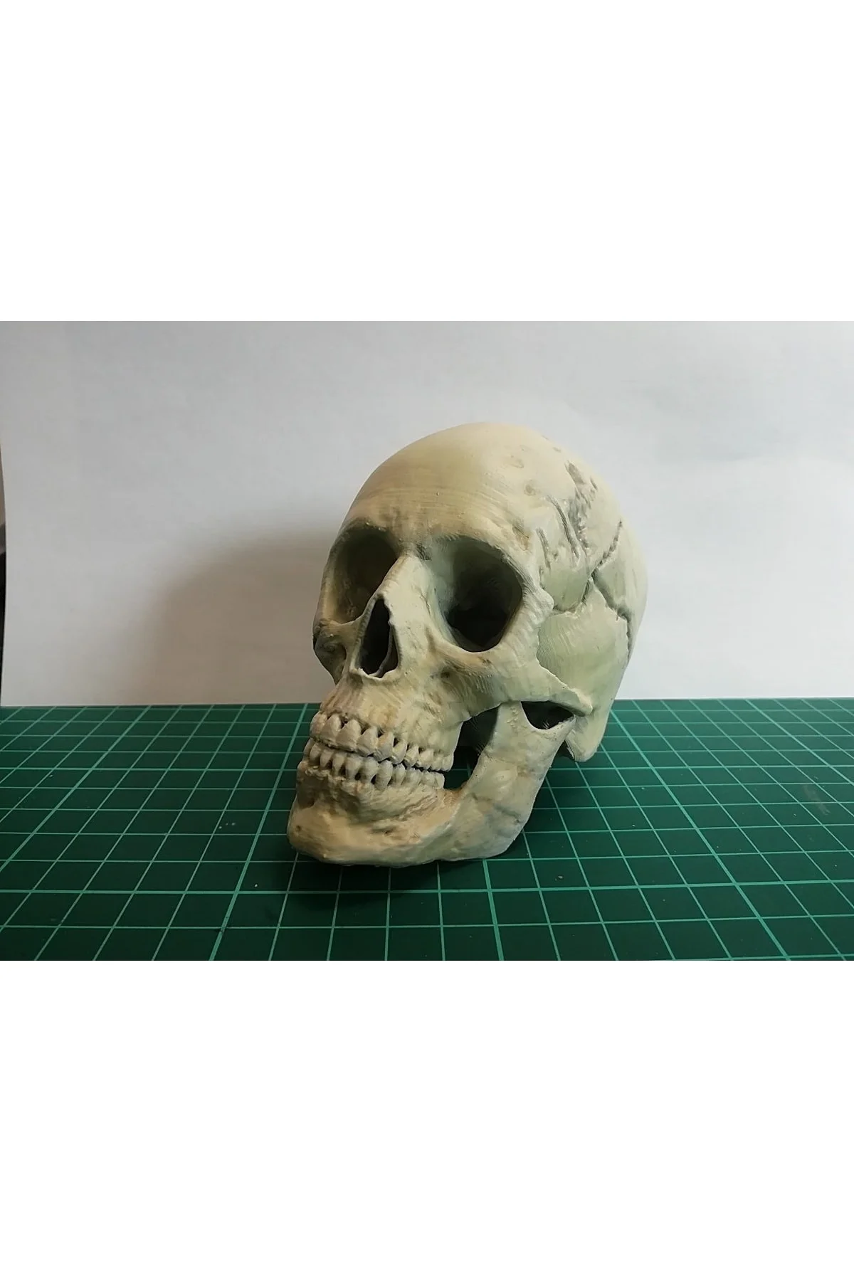 Insan Kafatası Figür 15 Cm