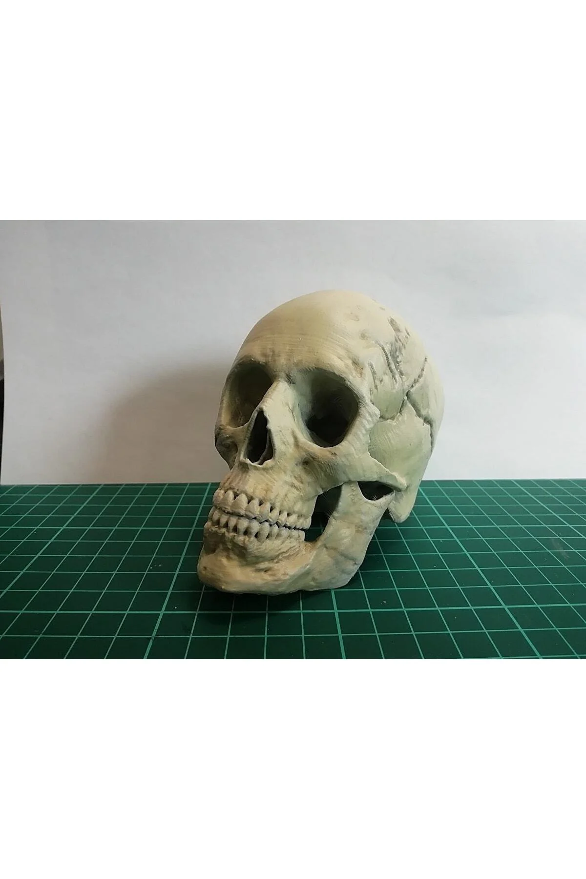 Insan Kafatası Figür 15 Cm