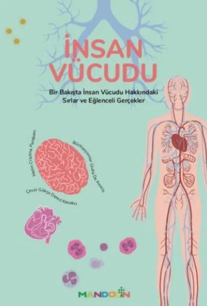 İnsan Vücudu Fiyatı, Yorumları ve Özellikleri
