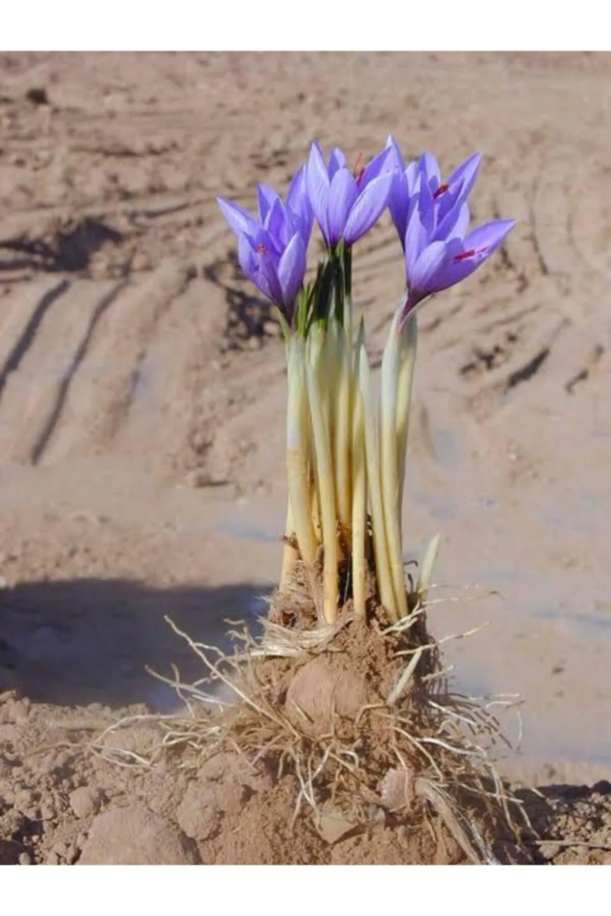 Alanyatropikal İran Safran Çiçeği Soğanı 20 Adet Mis Kokulu Soğan Ev Bahçe İçin
