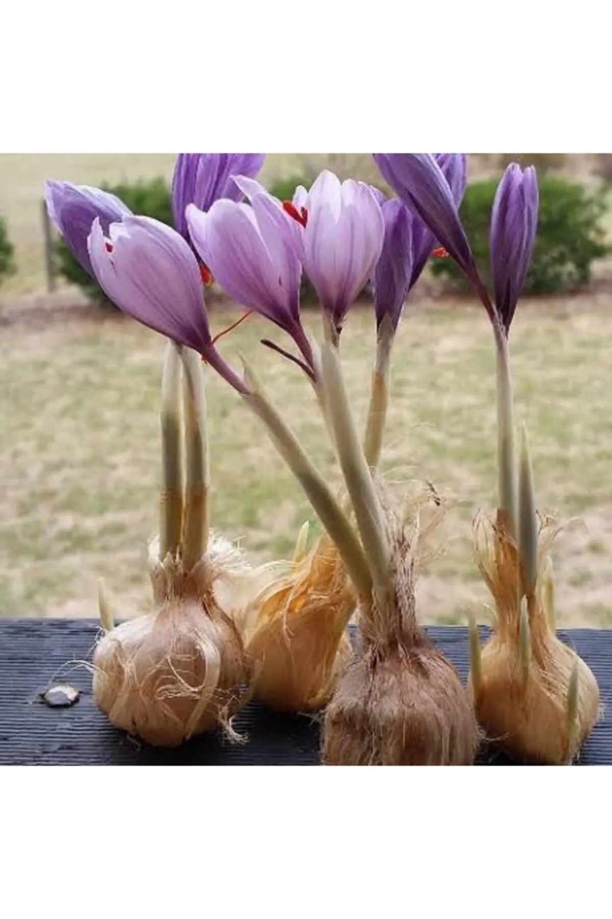 Alanyatropikal İran Safran Çiçeği Soğanı 20 Adet Mis Kokulu Soğan Ev Bahçe İçin
