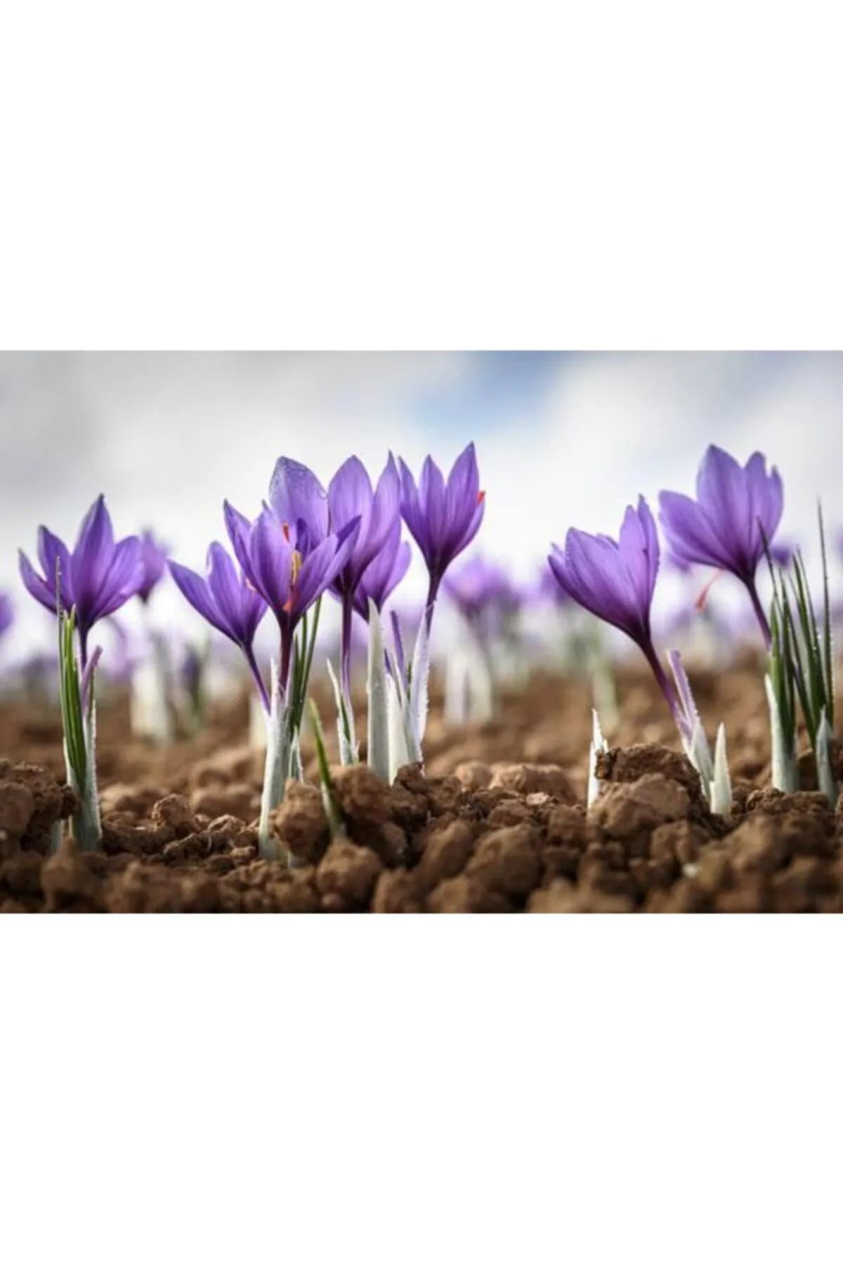 Alanyatropikal İran Safran Çiçeği Soğanı 20 Adet Mis Kokulu Soğan Ev Bahçe İçin