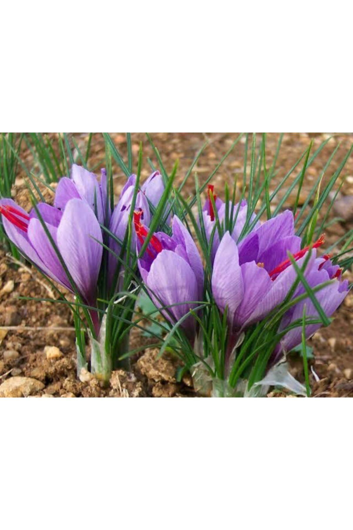 Alanyatropikal İran Safran Çiçeği Soğanı 10 Adet Orjinal Mis Kokulu Soğan Ev Bah