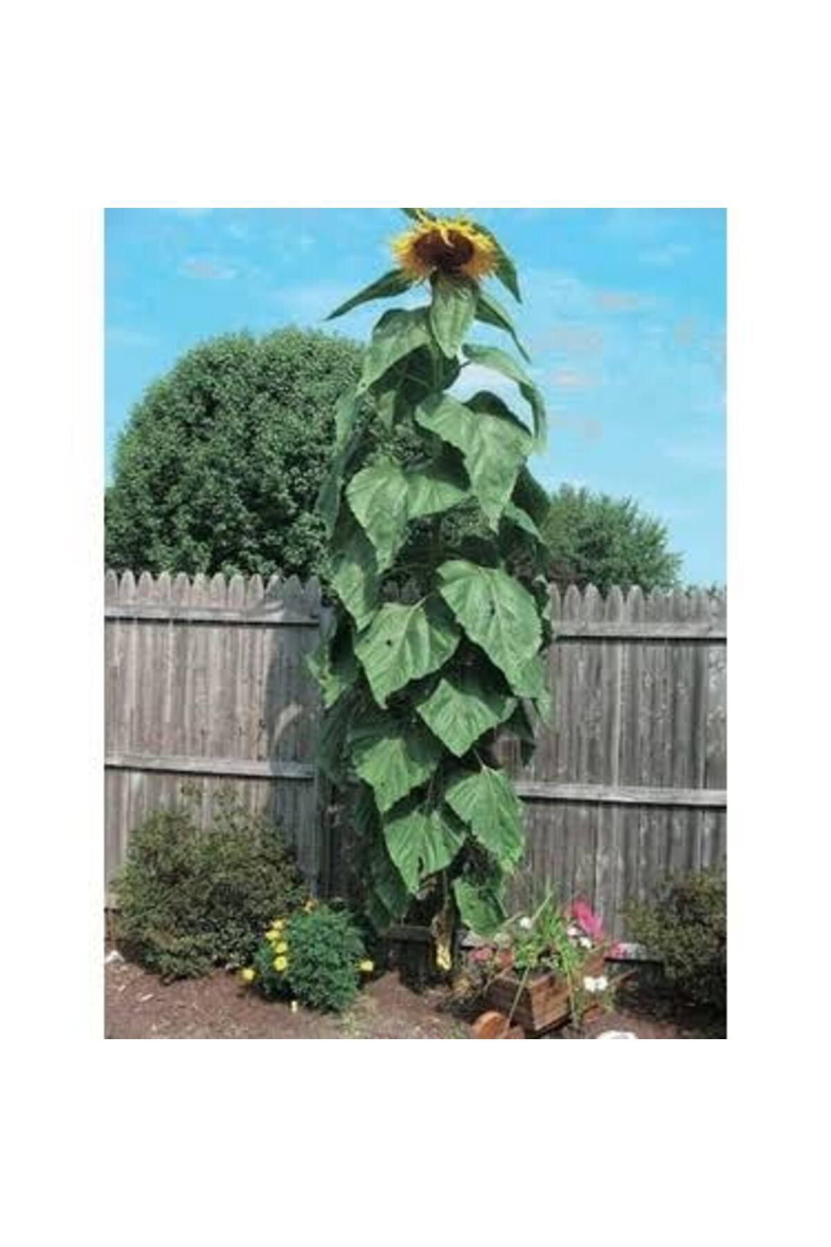 Iri Taneli Ayçekirdeği Tohumu (5ADET)