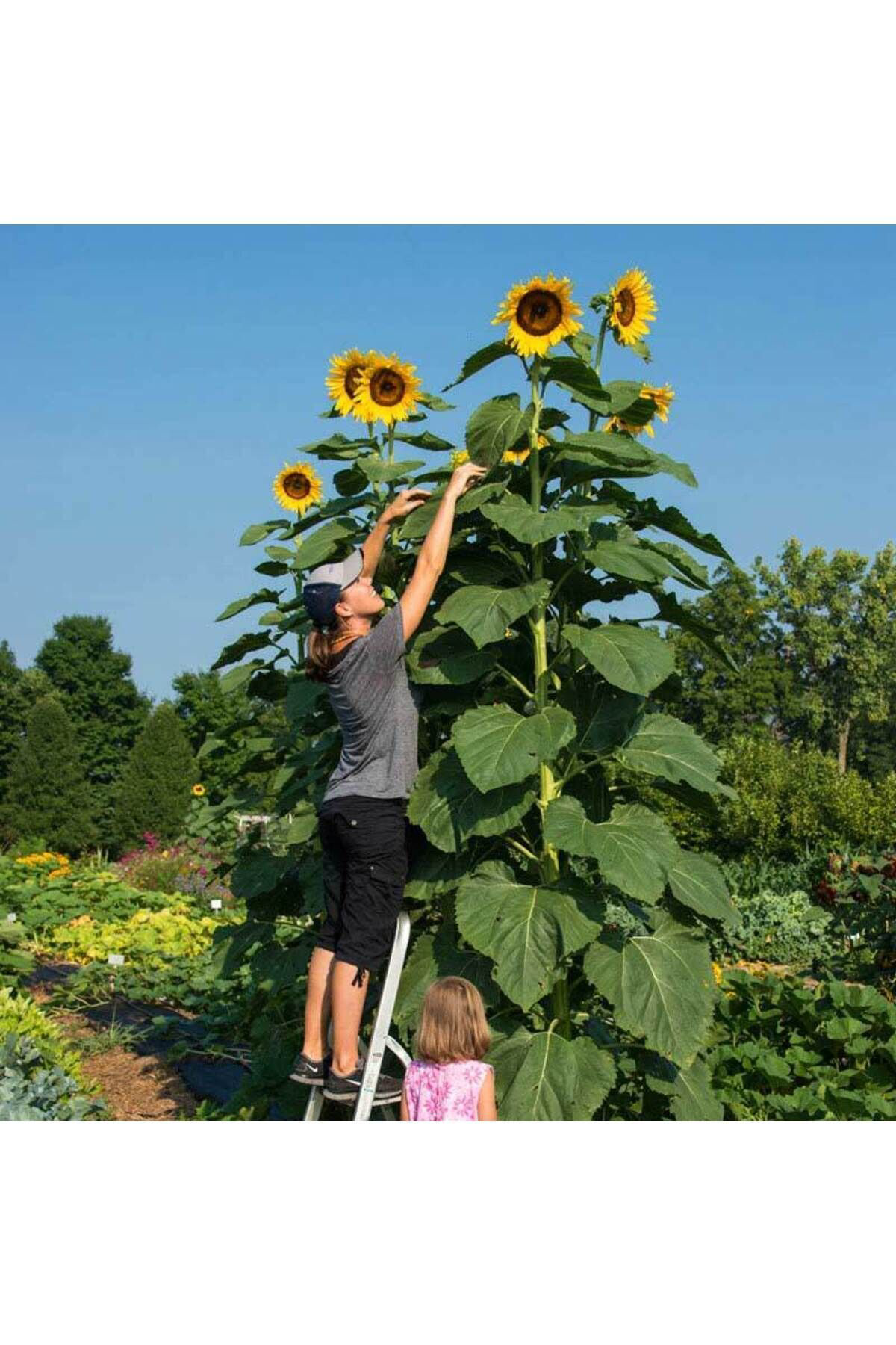 Iri Taneli Ayçekirdeği Tohumu (5ADET)