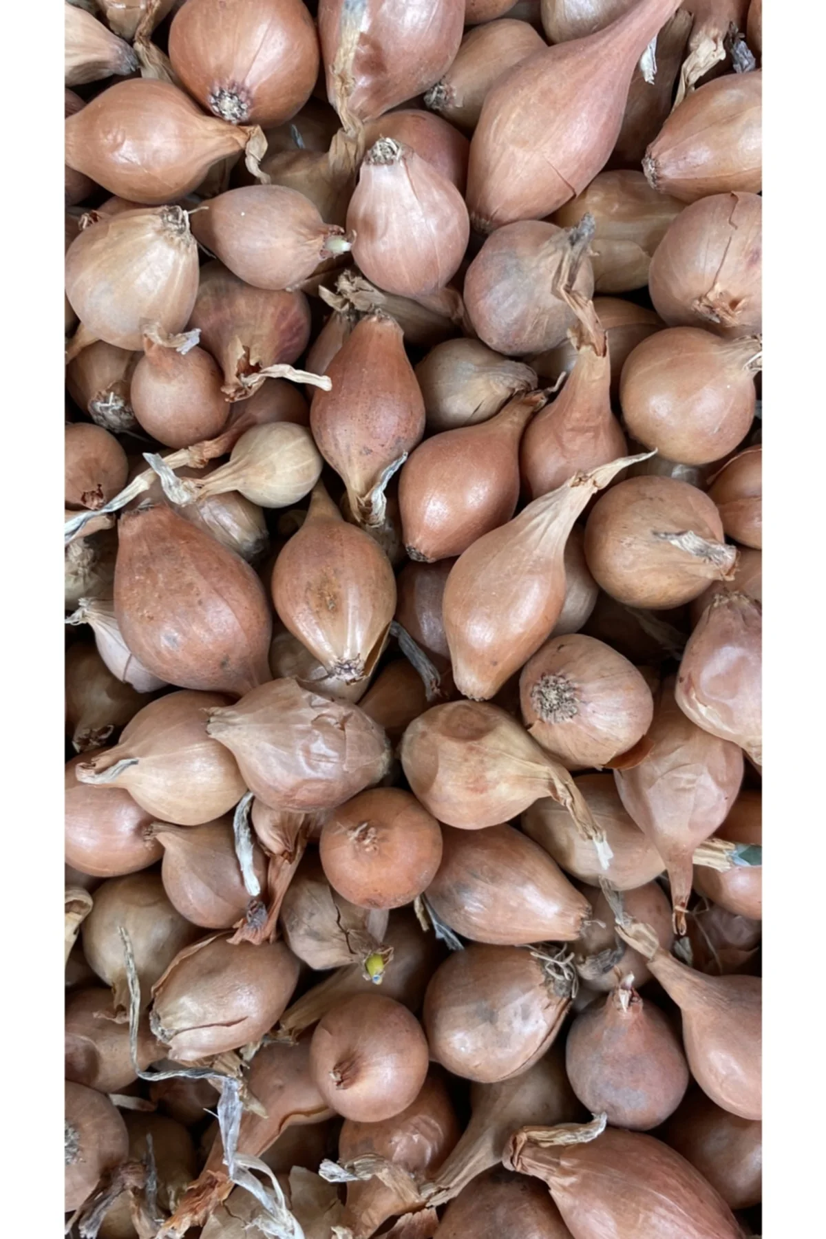 Iska Soğan Tohumu 1kg (büyük Boy)