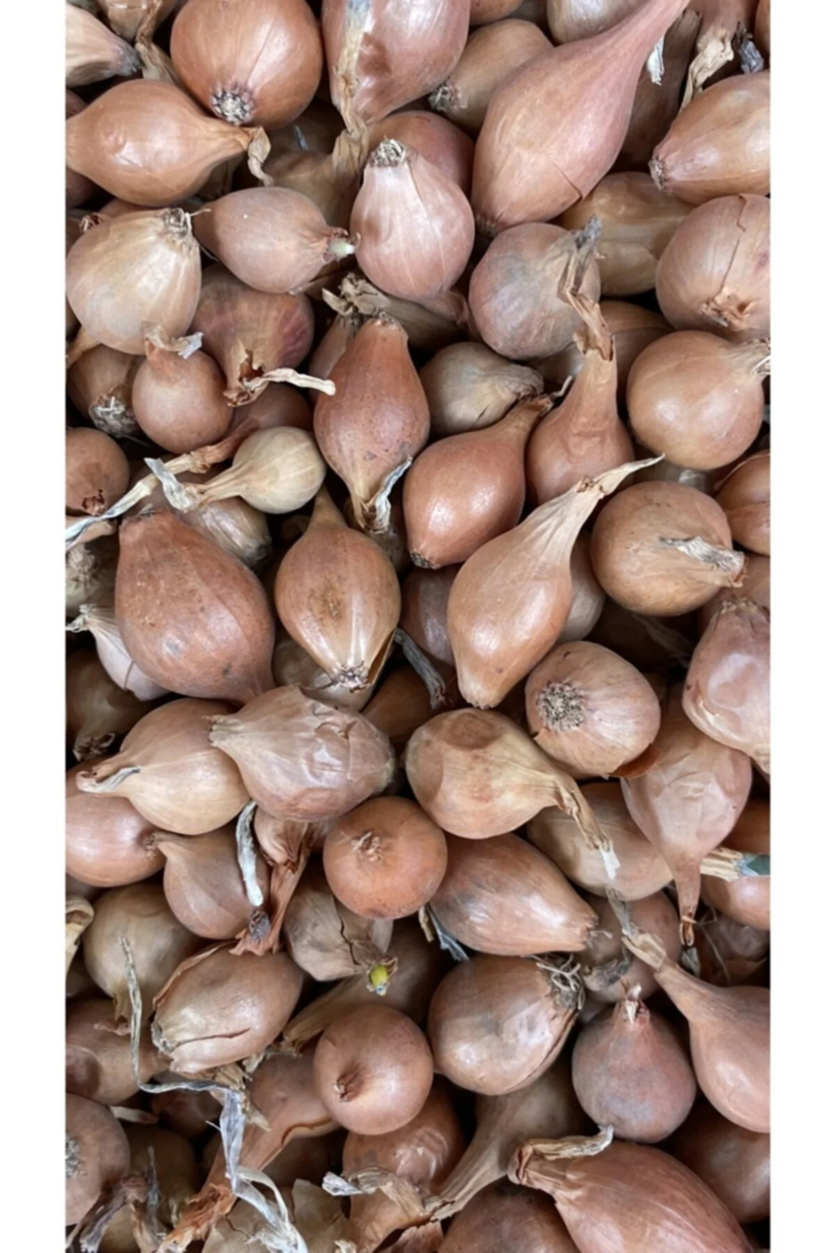 Iska Soğan Tohumu 3 Kg (büyük Boy)