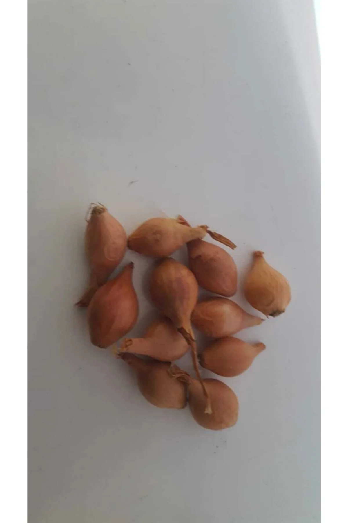 Iska Soğan Tohumu 3 Kg (küçük Boy)