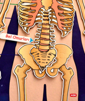 İskelet Sistemi Keçe Duvar Panosu , Eğitici Oyuncak İskelet Sistemi Keçe Duvar Panosu , Eğitici Oyuncak