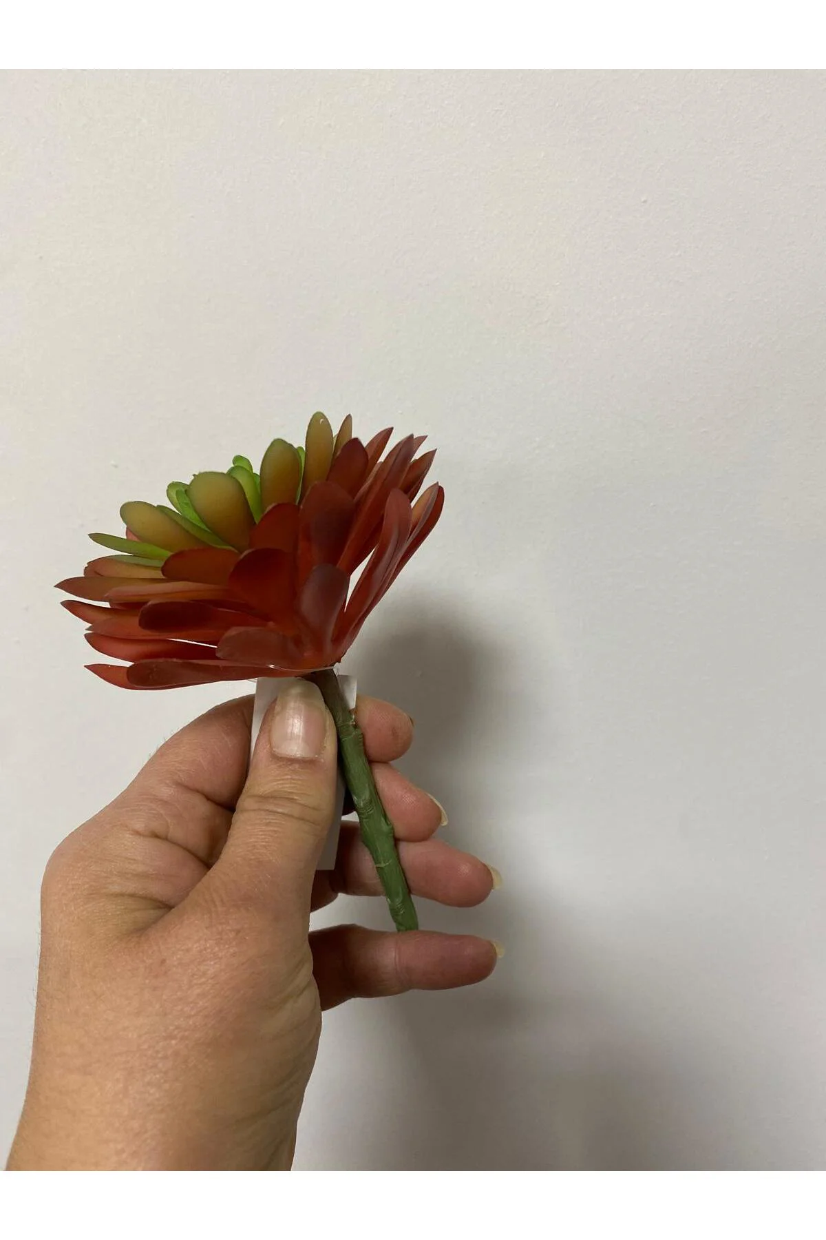 Islak Doku Çiçek Succulent 13cm - Görsel 3