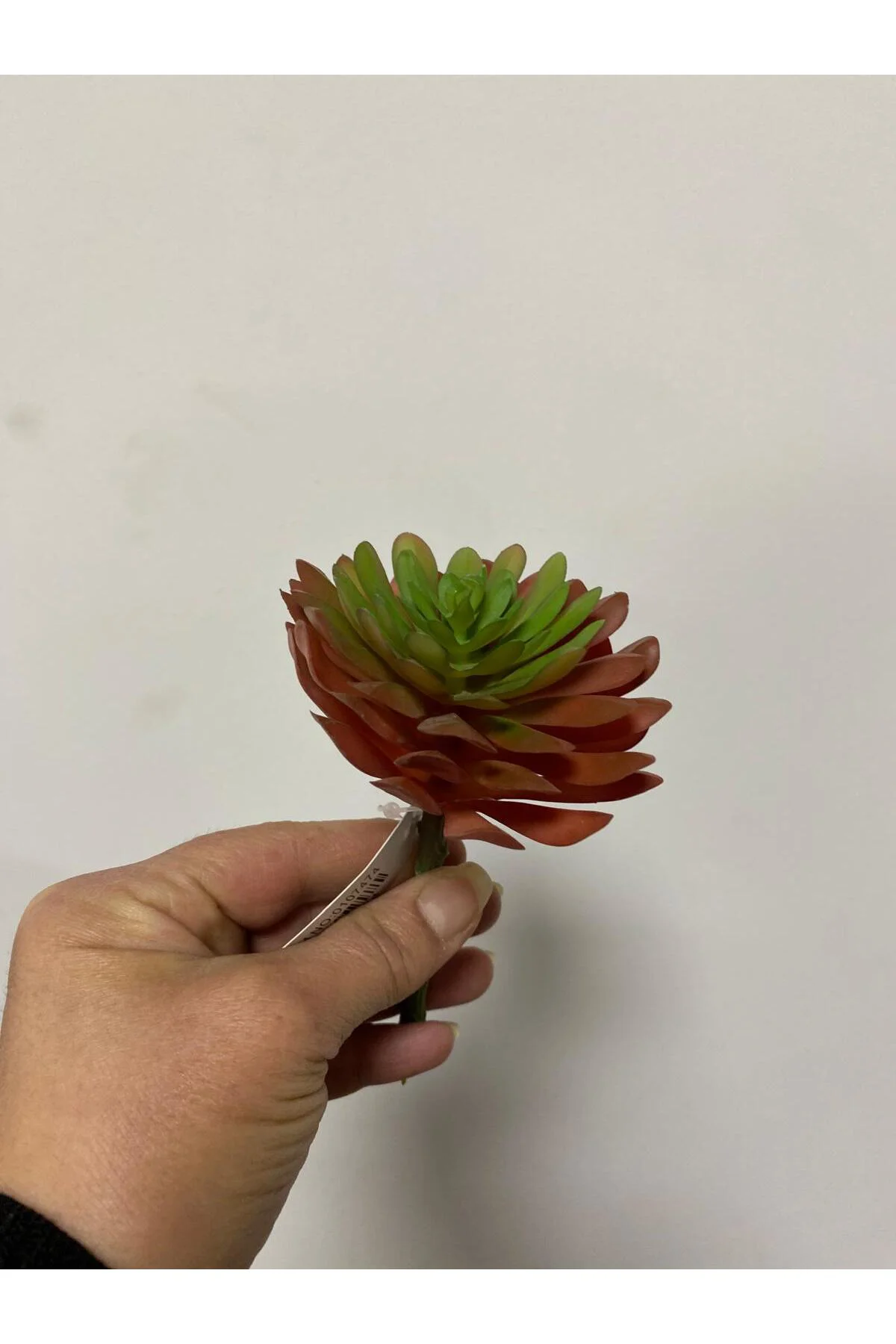 Islak Doku Çiçek Succulent 13cm - Görsel 2
