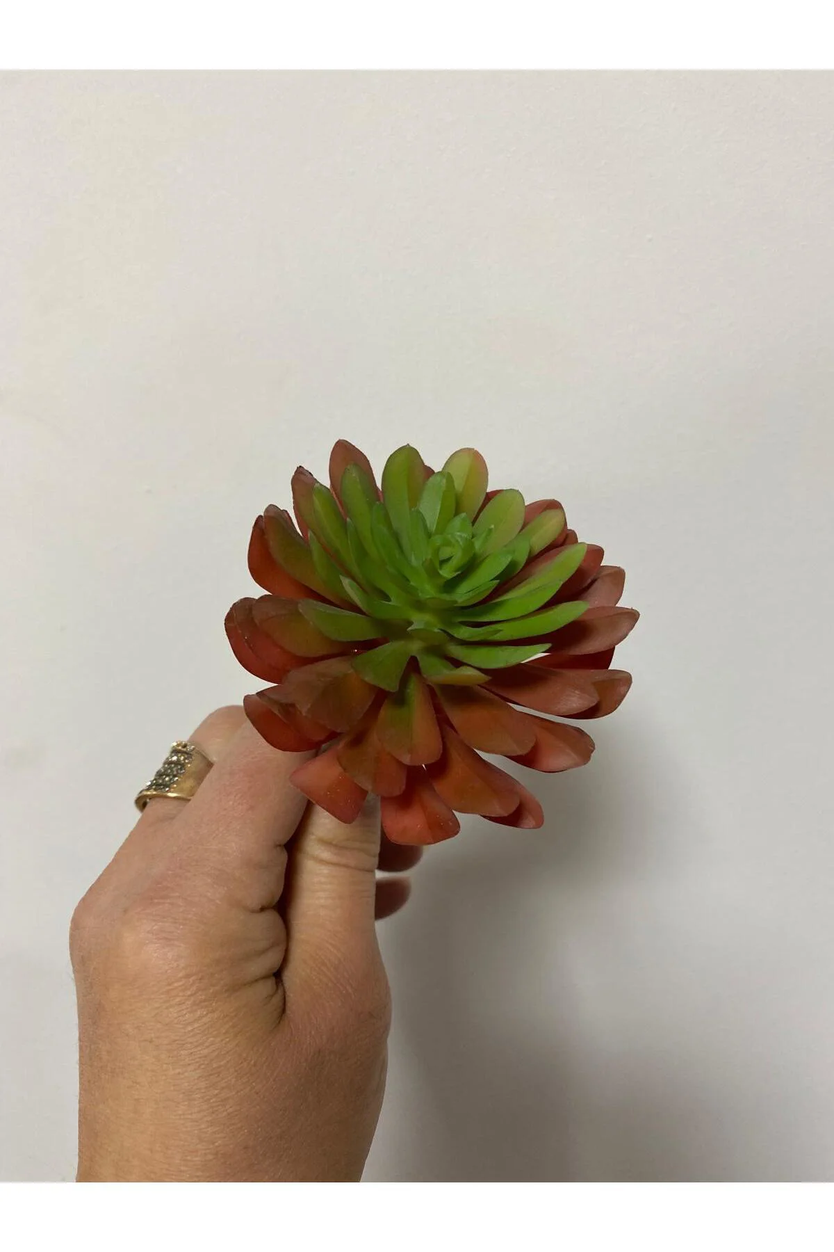 Islak Doku Çiçek Succulent 13cm