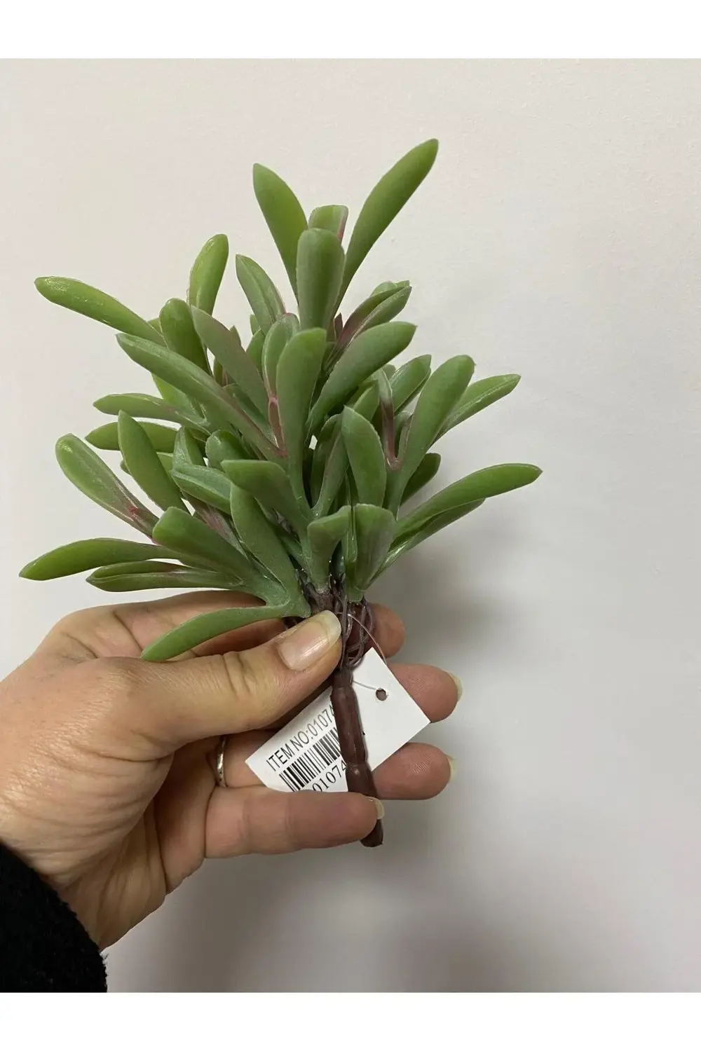 Islak Doku Succulent Yeşil Dal 18cm