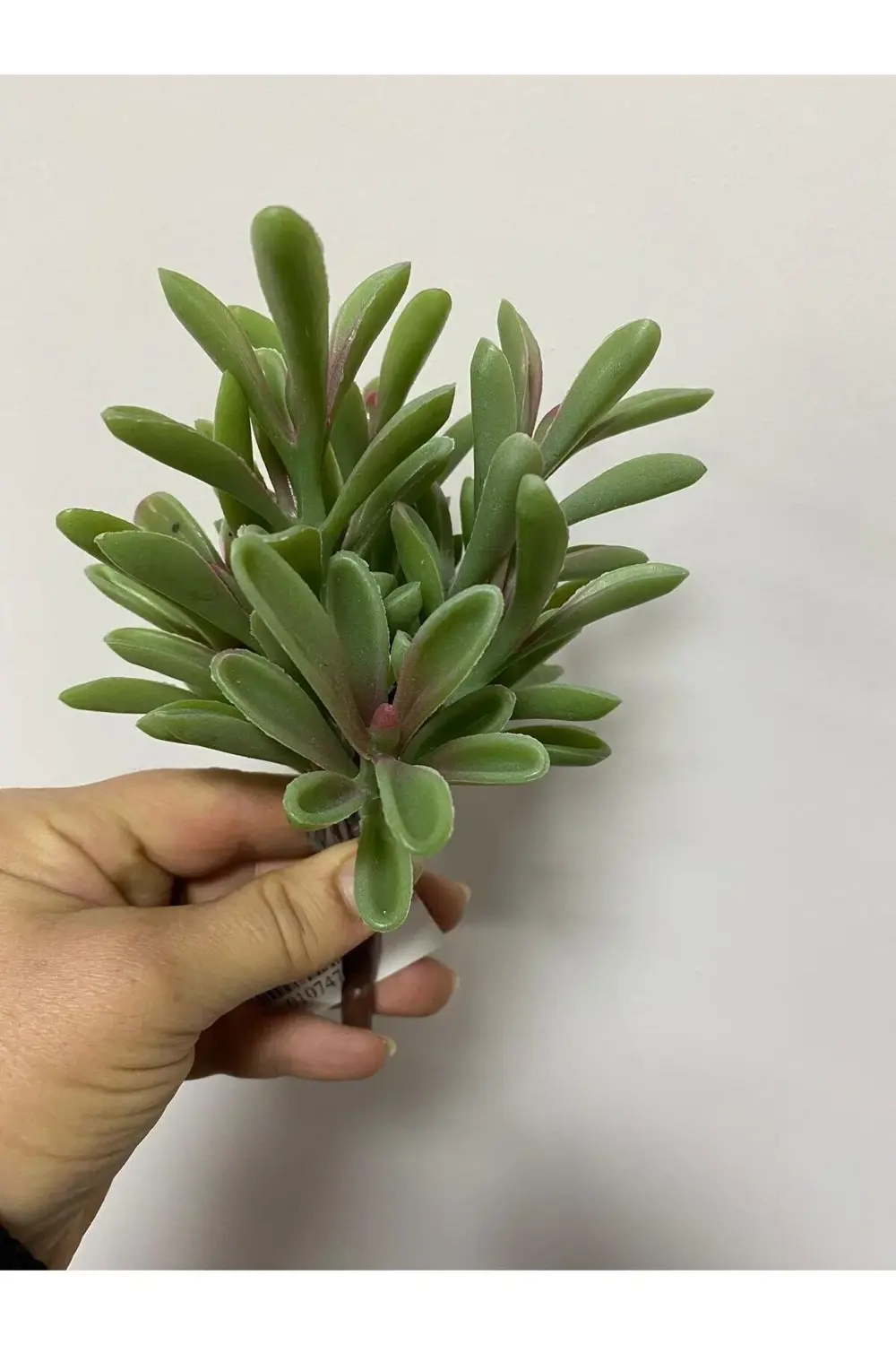Islak Doku Succulent Yeşil Dal 18cm