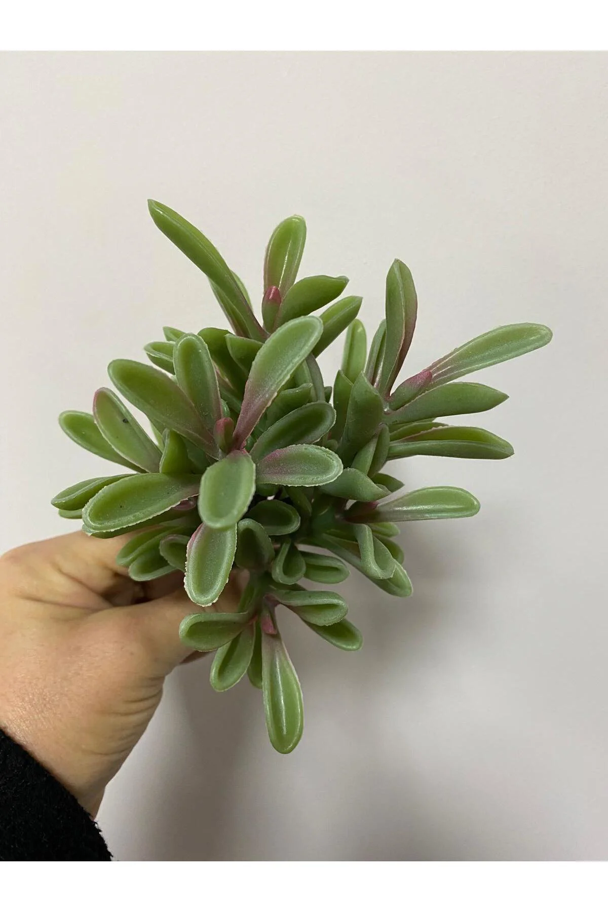 Islak Doku Succulent Yeşil Dal 18cm Islak Doku Succulent Yeşil Dal 18cm - Görsel 3
