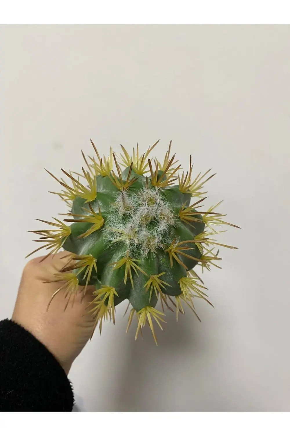 Islak Doku Top Kaktüs 12cm