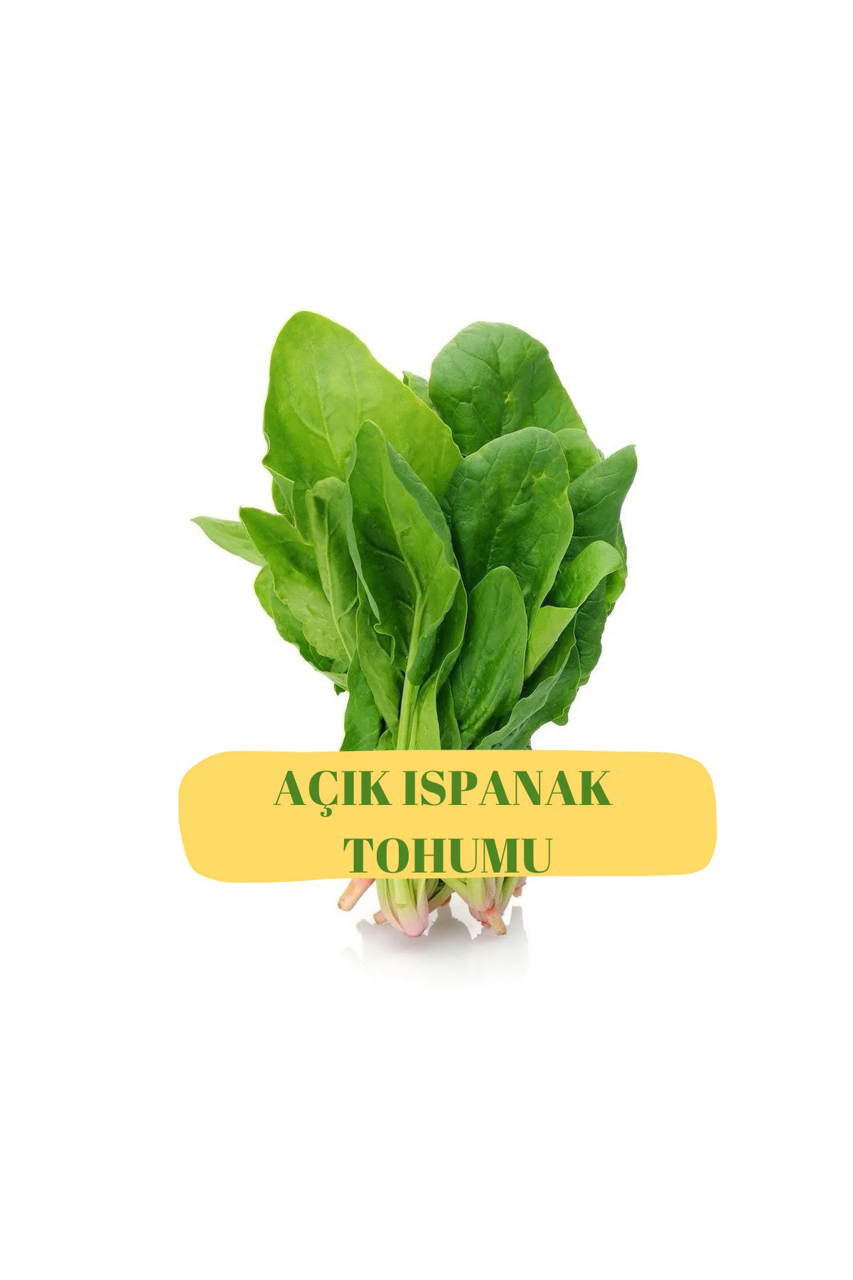 Ispanak Tohumu (AÇIK)50g