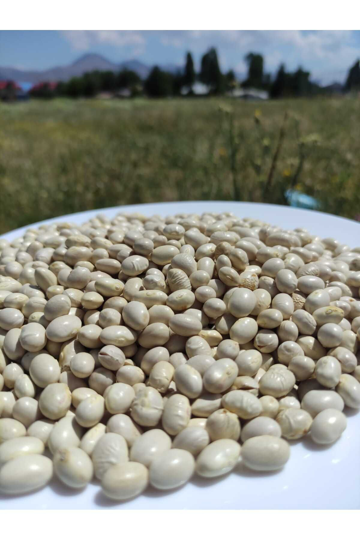 Lina Pazar İspir Fasulye Tescilli Fasulye 1 Kilo