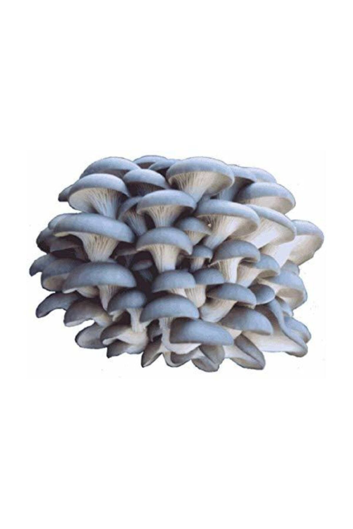 İstiridye Kavak Mantarı Tohumu 10.000 Adet + Yeteri Kadar Ekim Po