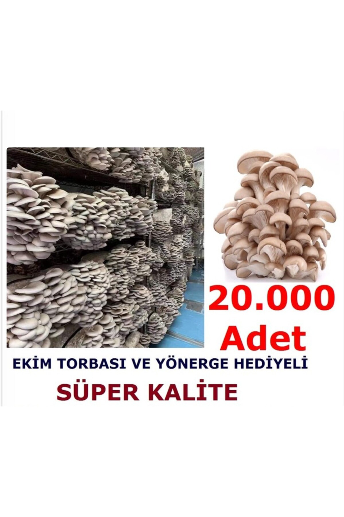 İstiridye Mantarı Tohumu