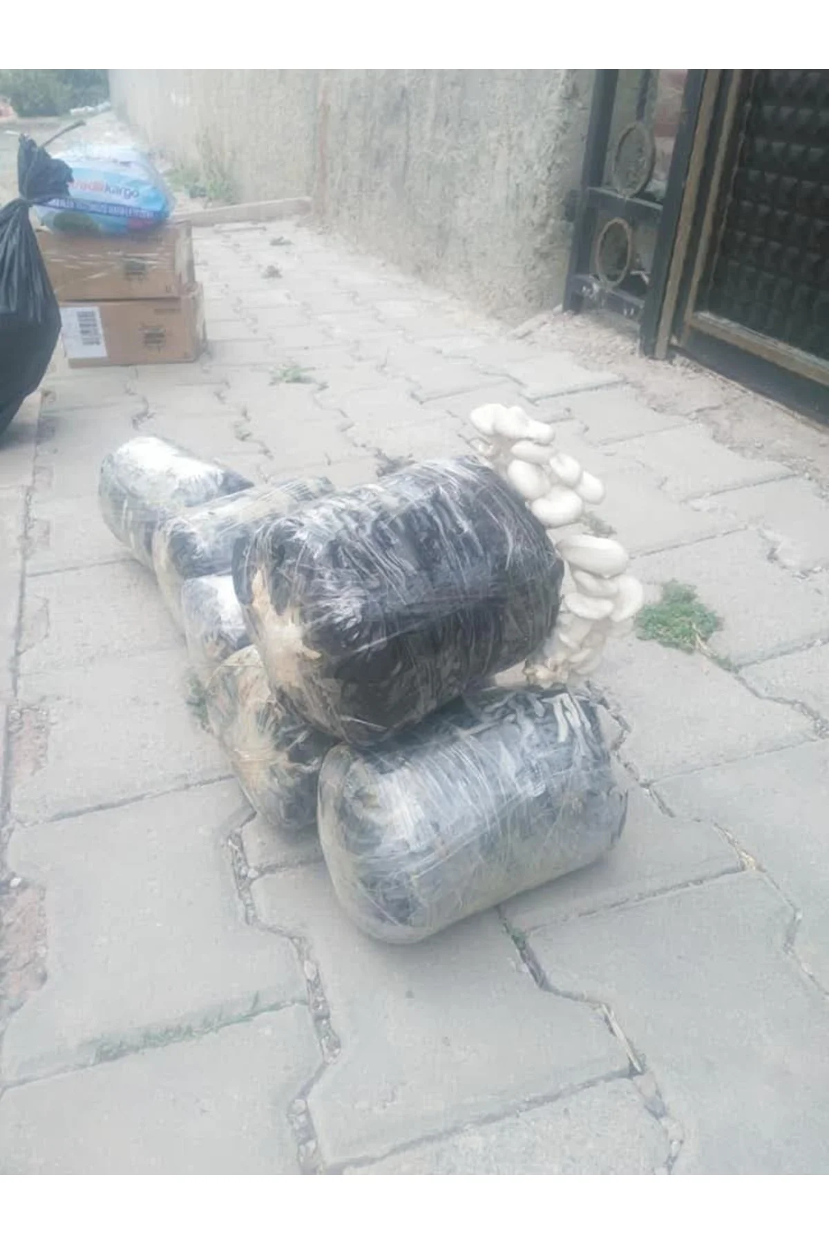İstiridye Mantarı Deneme Kiti