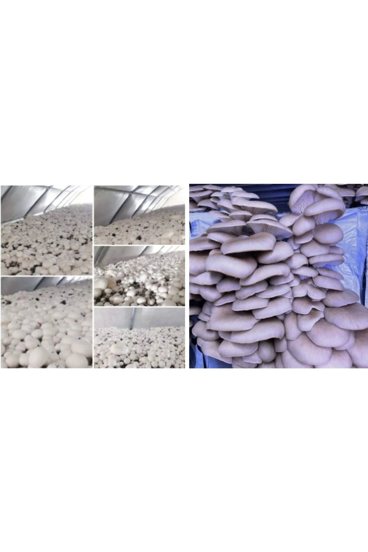 İstiridye ve Kültür Mantarı Tohumu Birlikte (2×2000 Adet)