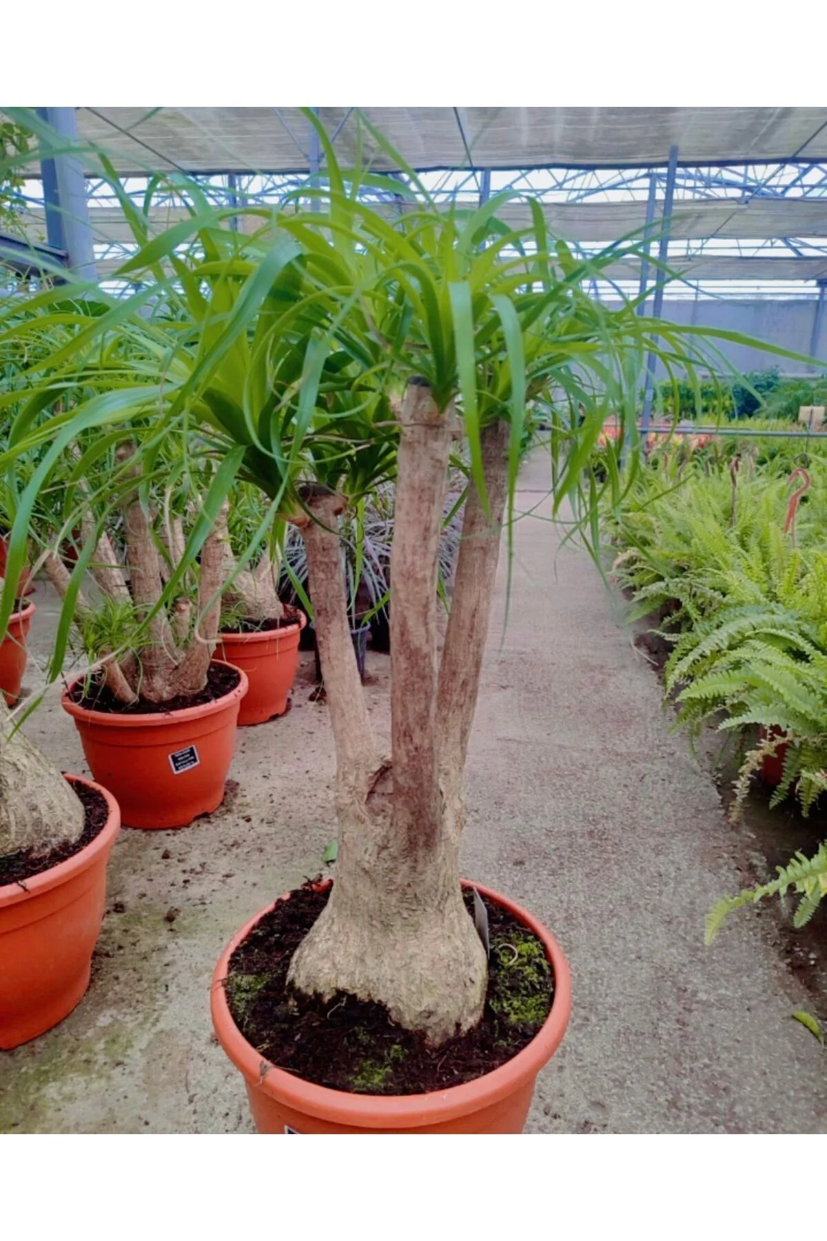 İthal Çatallı Nolina Fil Ayağı Bitkisi çap 41cm