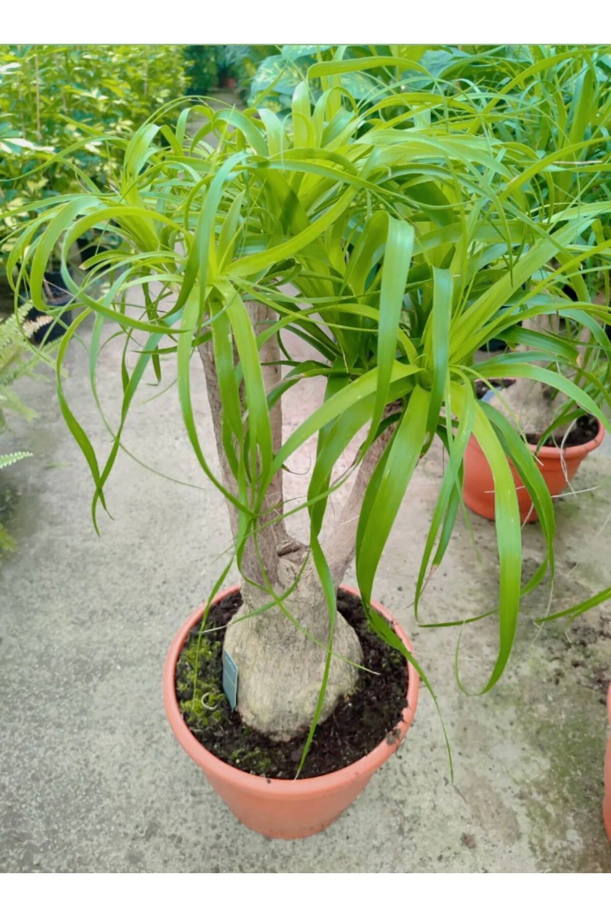 İthal Çatallı Nolina Fil Ayağı Bitkisi çap 41cm - Görsel 2
