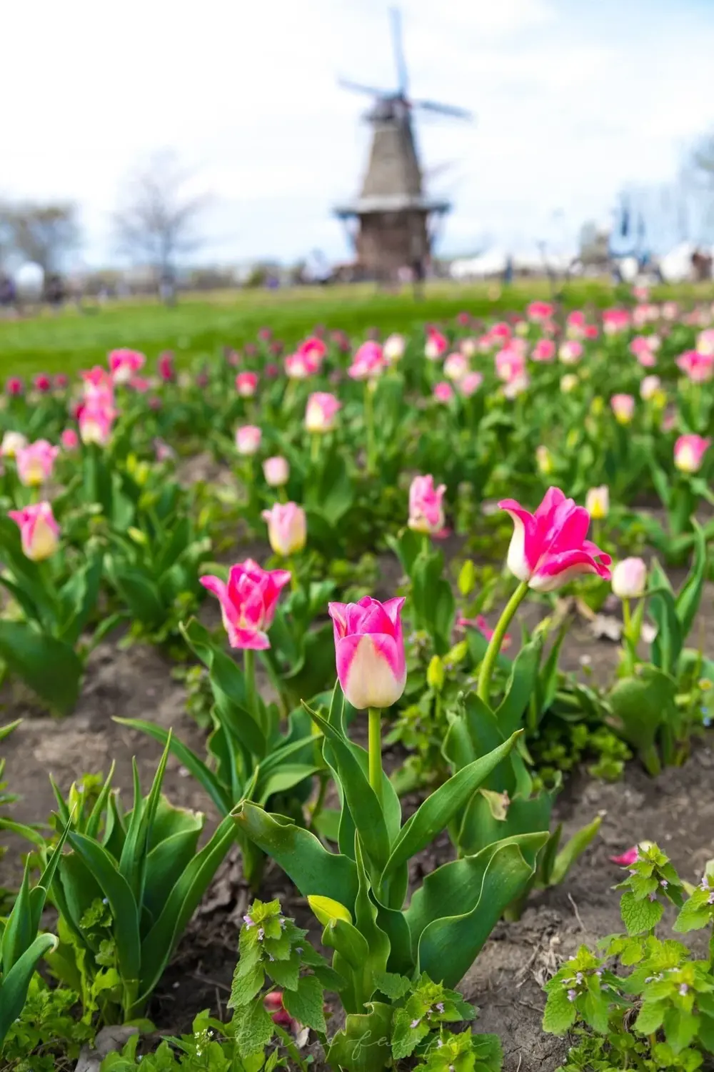 İthal Karışık Lale Soganı 50 Adet