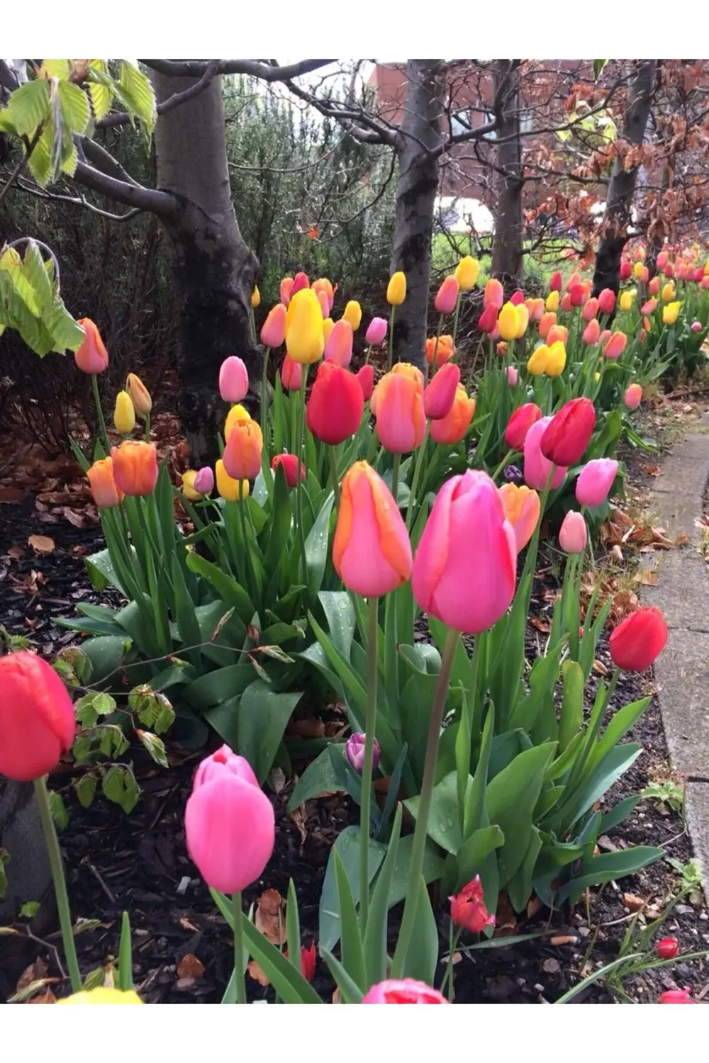 İthal Karışık Lale Soganı 50 Adet