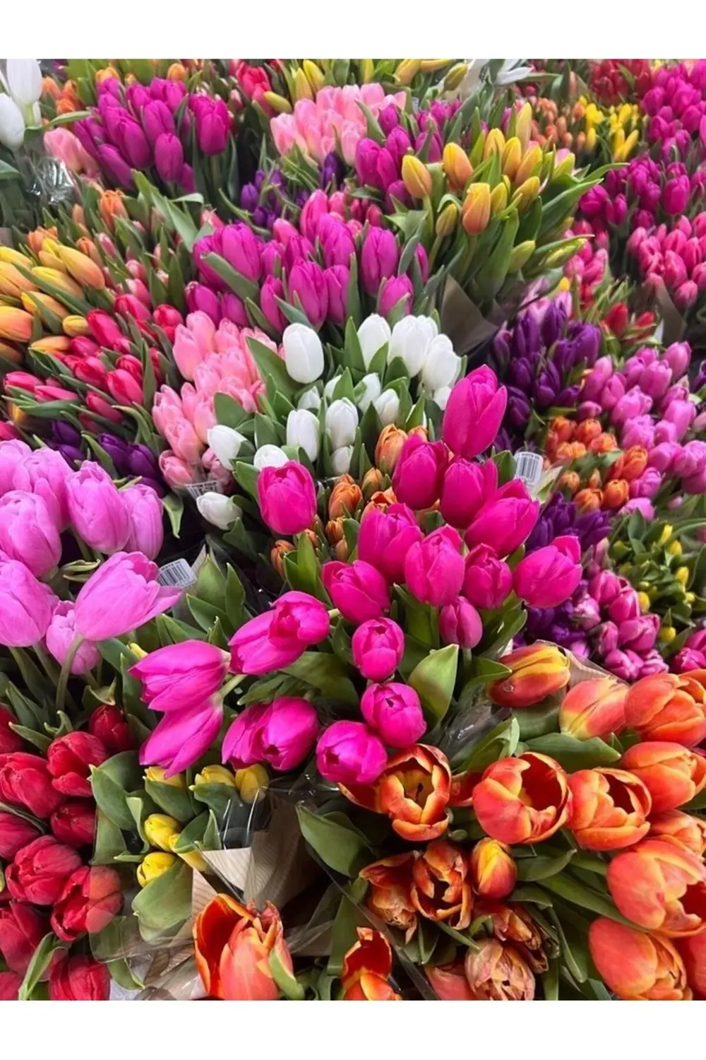 İthal Karışık Lale Soganı 50 Adet