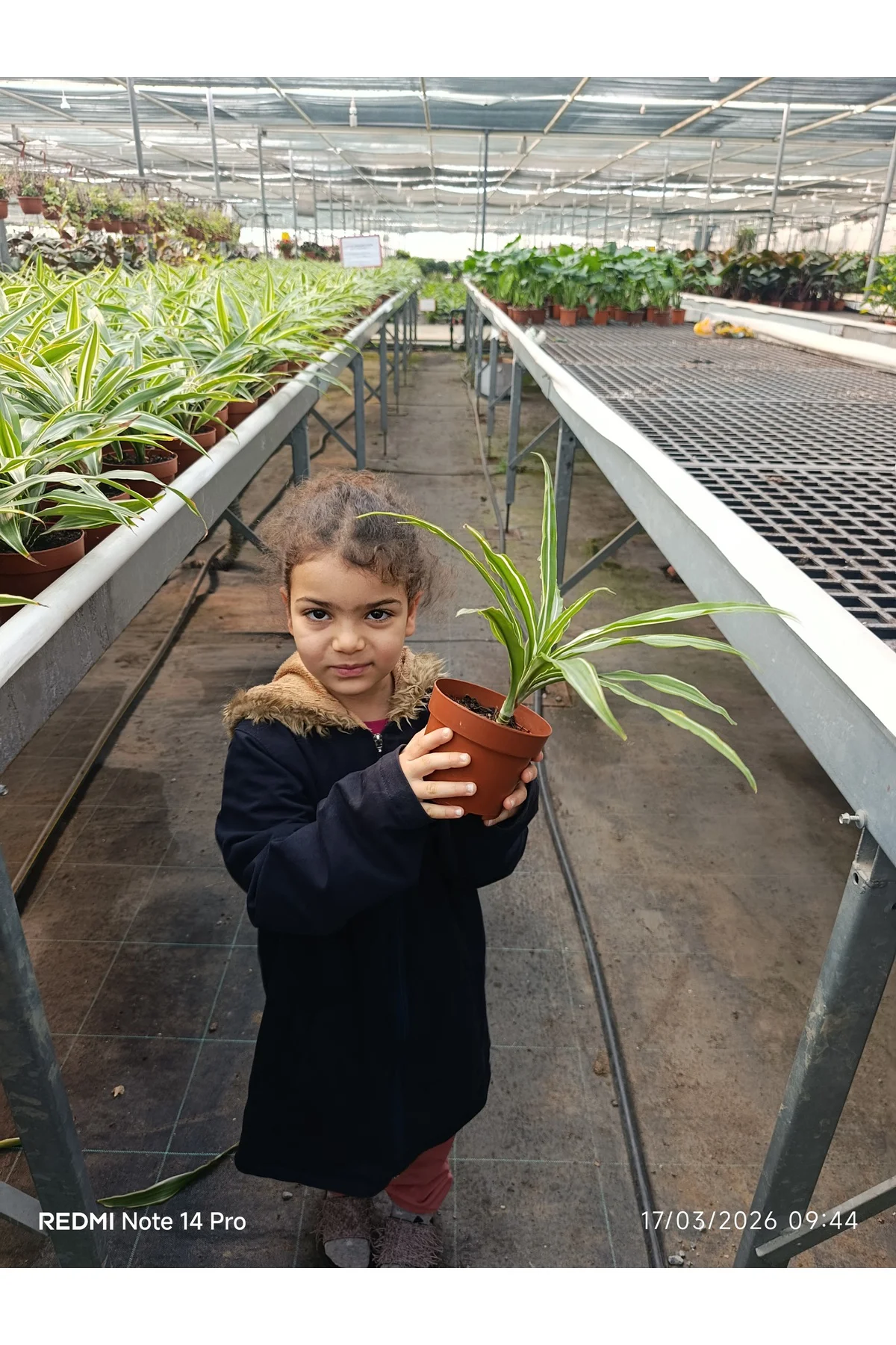 İthal Özel Seri Dracaena Compacta Canlı Salon Bitkisi - Dolgun Fo