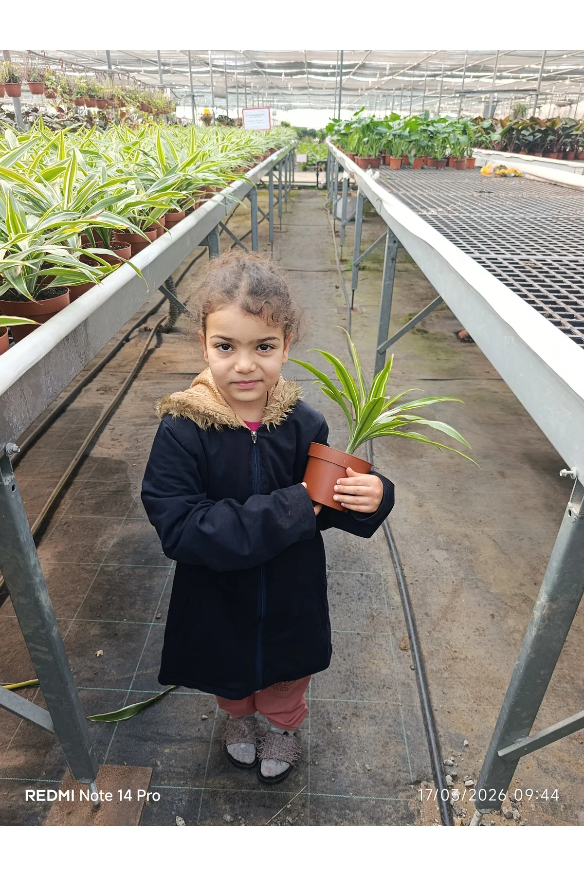 İthal Özel Seri Dracaena Compacta Canlı Salon Bitkisi - Dolgun Fo