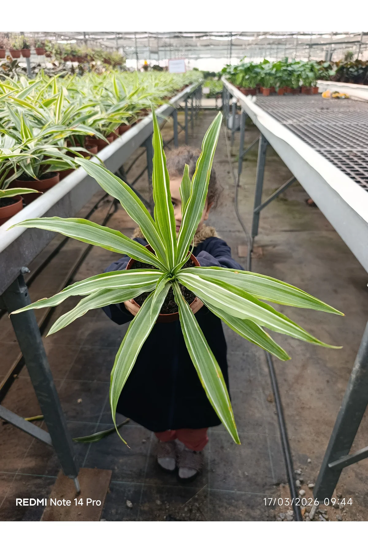 İthal Özel Seri Dracaena Compacta Canlı Salon Bitkisi - Dolgun Fo