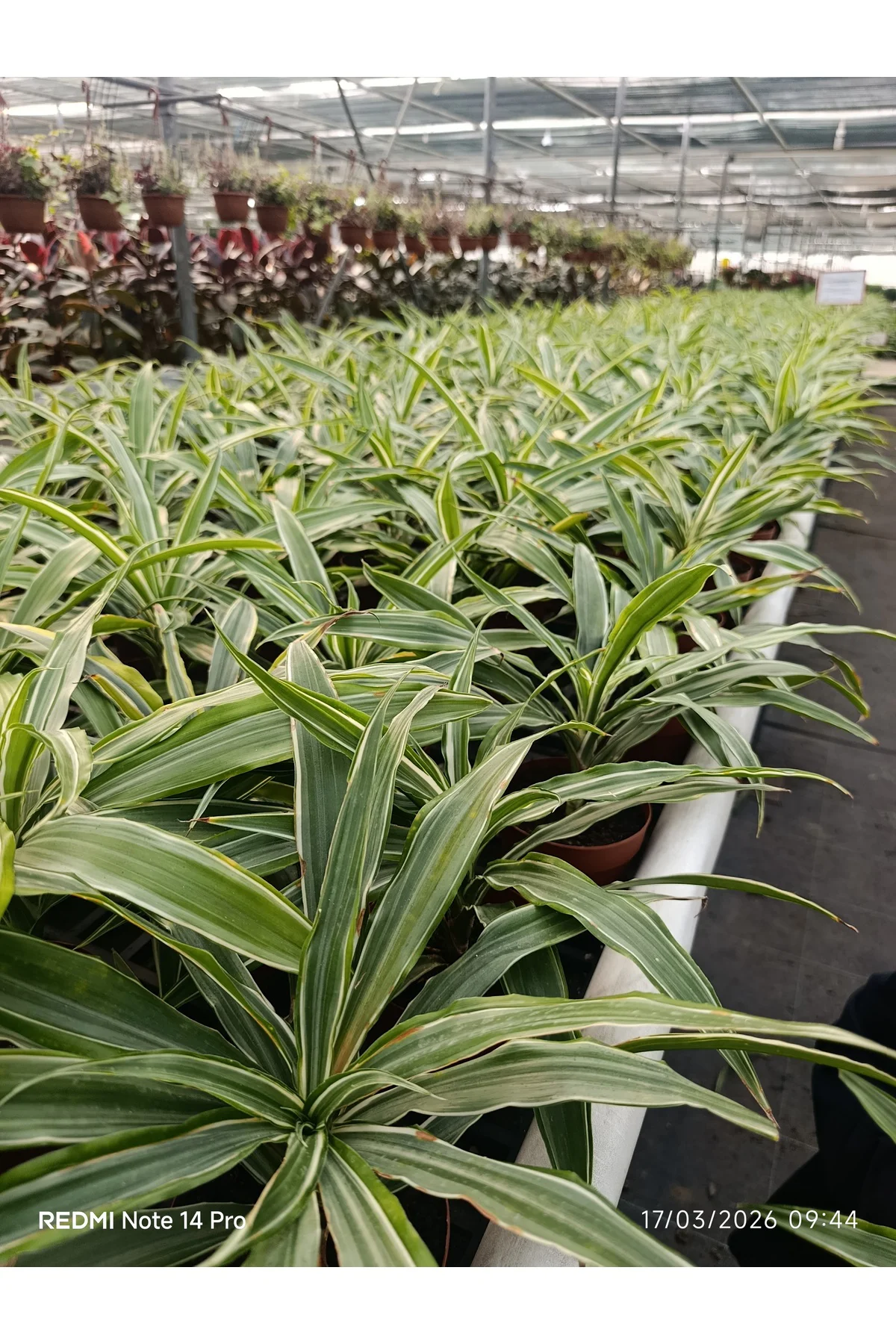 İthal Özel Seri Dracaena Compacta Canlı Salon Bitkisi - Dolgun Fo