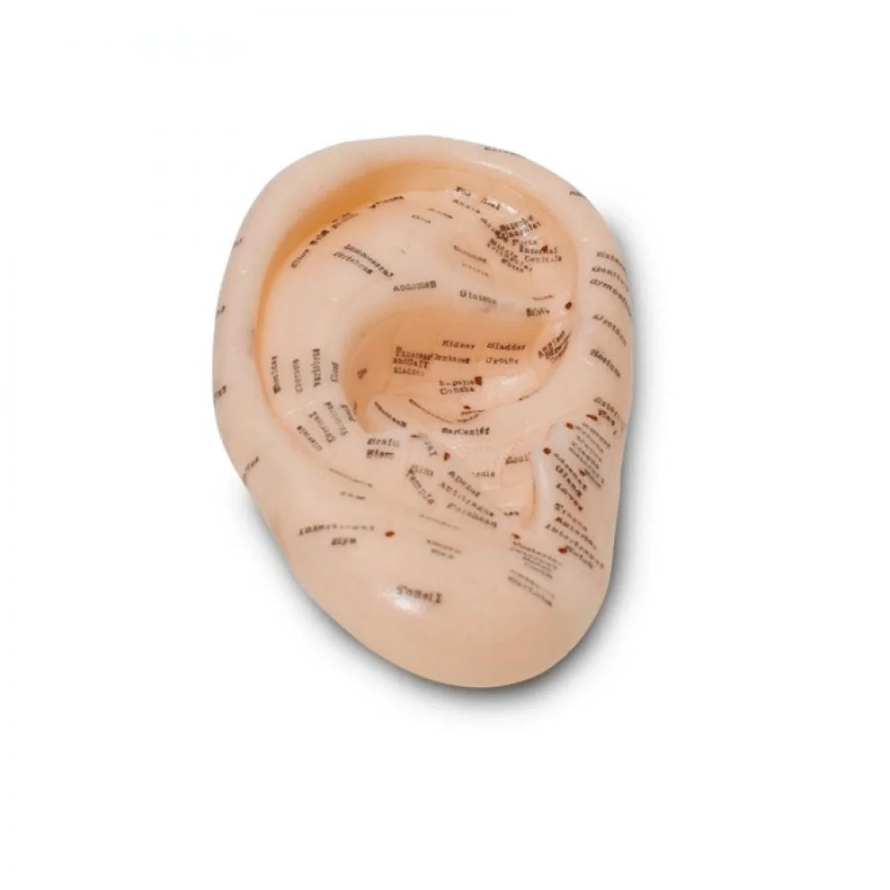 İthalat® Akupunktur Eğitim Kulak Maketi Auriküloterapi Nokta Gösterim Anatomik Eğitim Modeli İthalat® Akupunktur Eğitim Kulak Maketi Auriküloterapi Nokta Gösterim Anatomik Eğitim Modeli