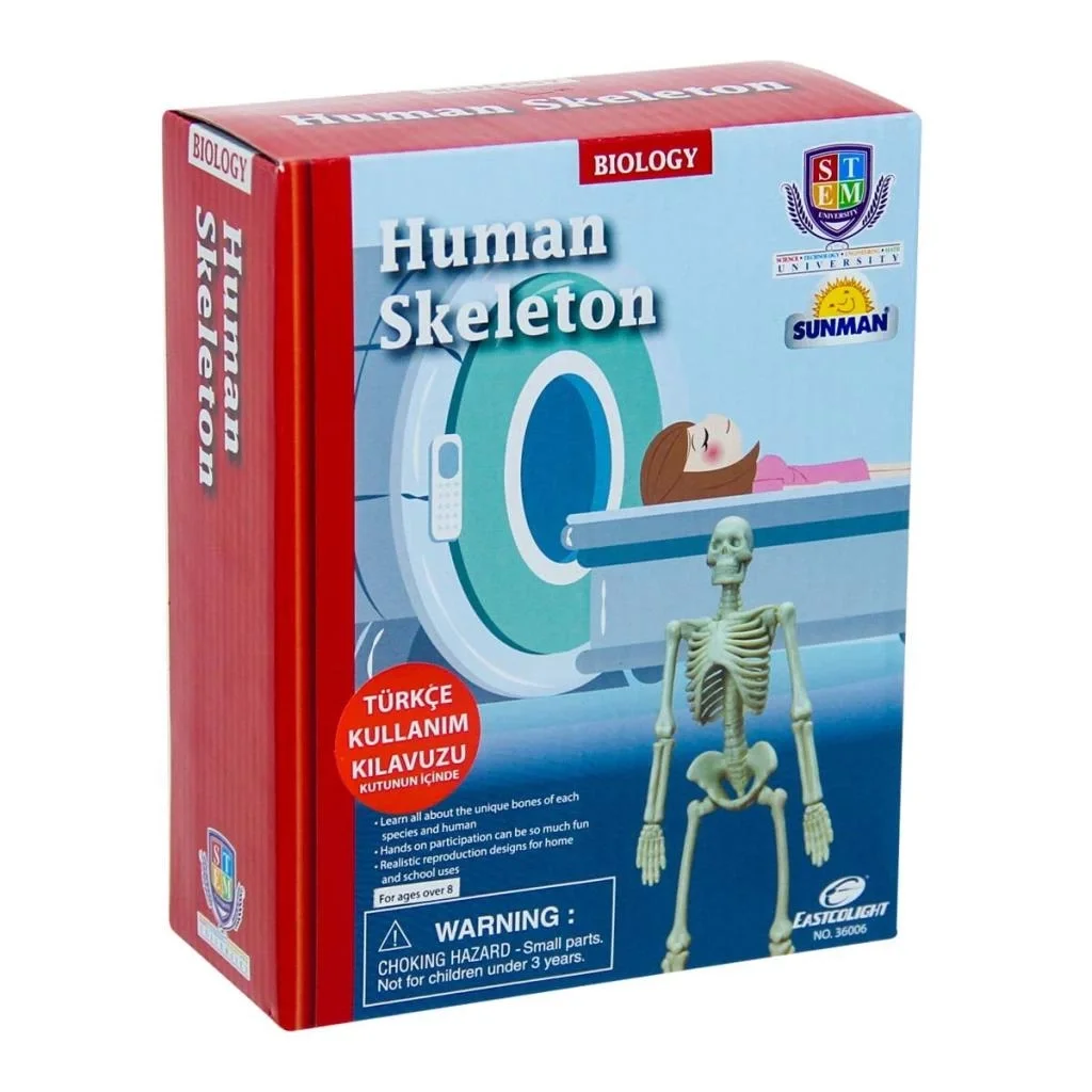 İthalat® Bilim Seti : İnsan İskeleti