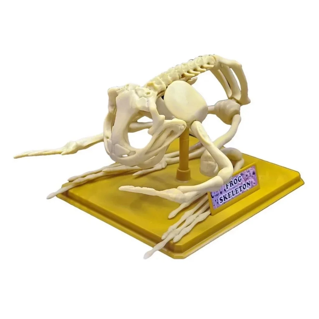 İthalat® Kurbağa İskeleti Bilim Seti