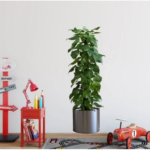 İthalat® Saksılı Bitki Tasarımlı Yapışkanlı Sticker Resim