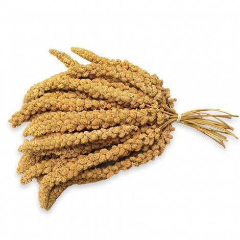 Jungle Doğal Darı 500 gr