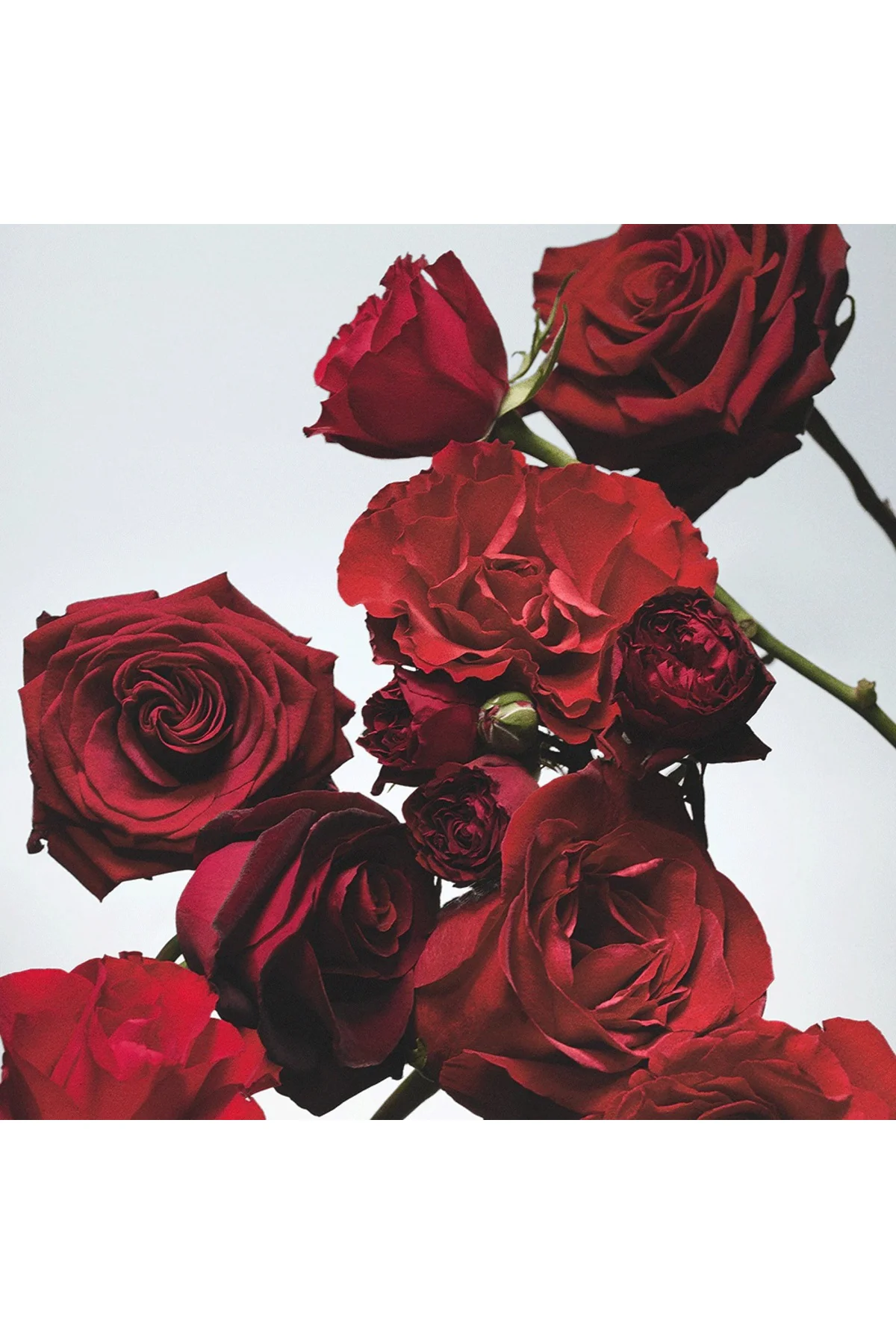 Kadın Red Roses Cologne Edt Parfüm 100 ml 0690251002283