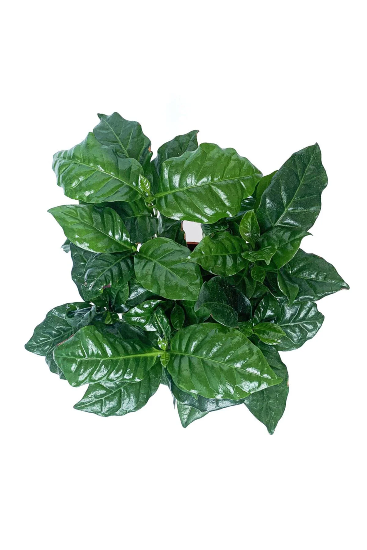 Kahve Ağacı Bitkisi - Coffea Arabica