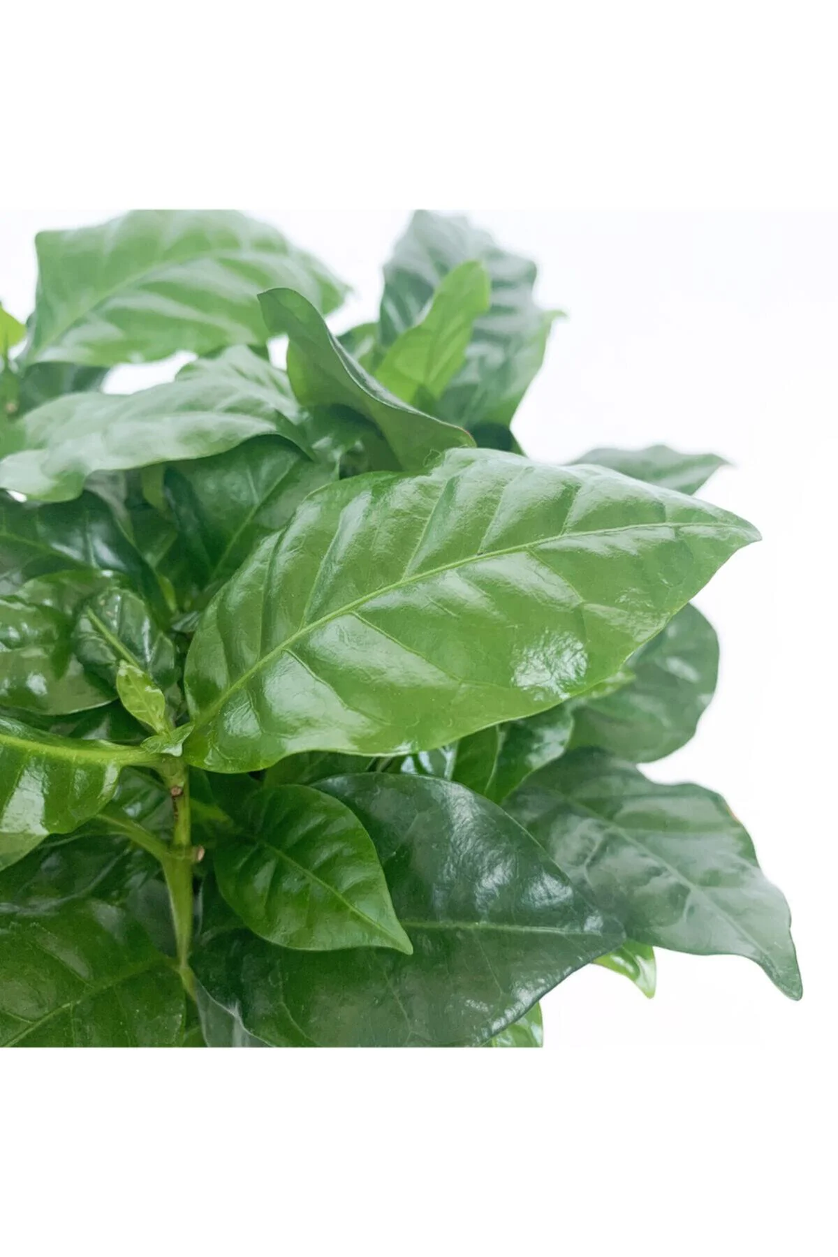 Kahve Ağacı Bitkisi - Coffea Arabica